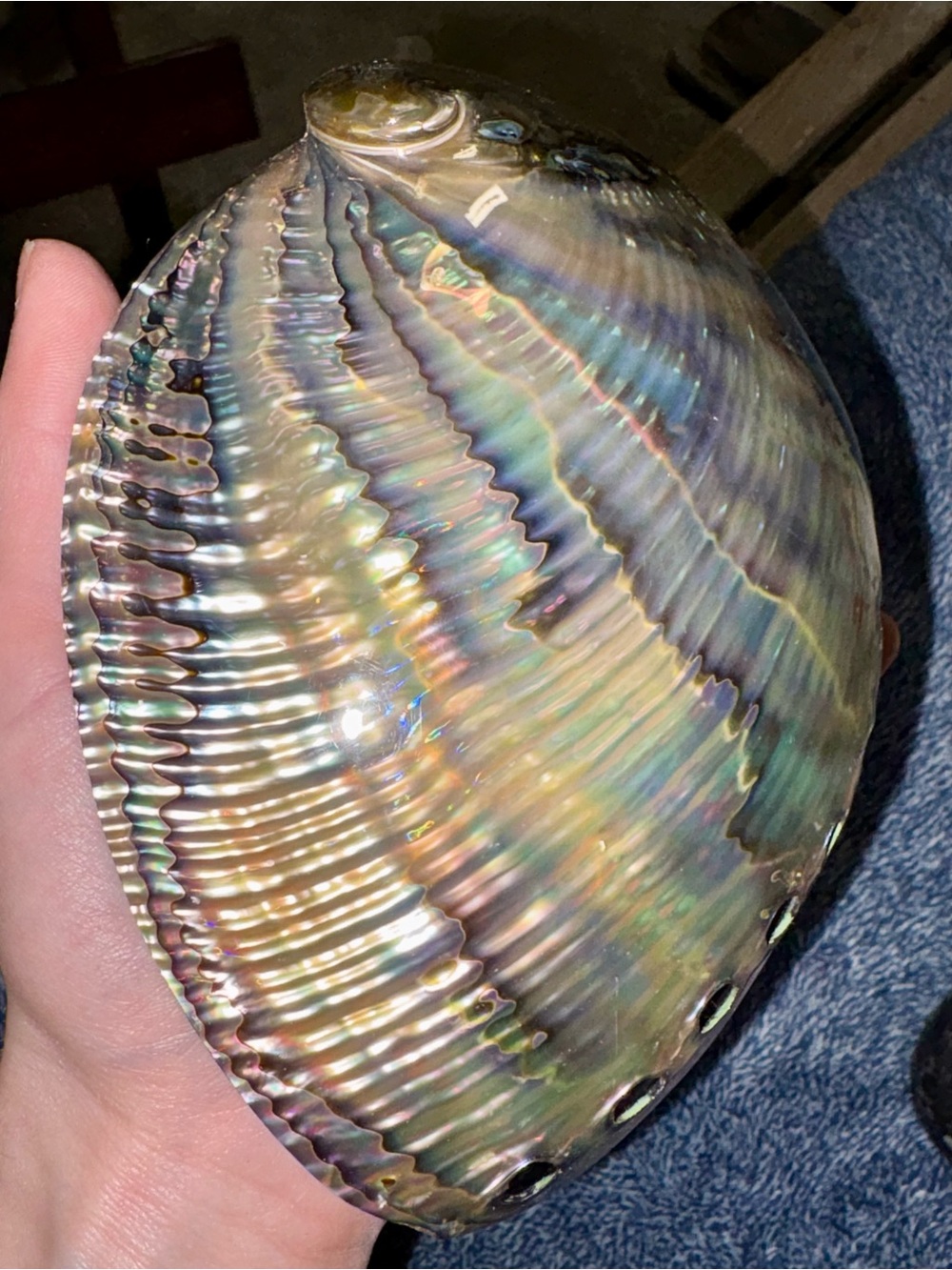 Iridescent Abalone Shell Decorative Bowl - Natural Multi-Color Accent - Picture 2 of 3